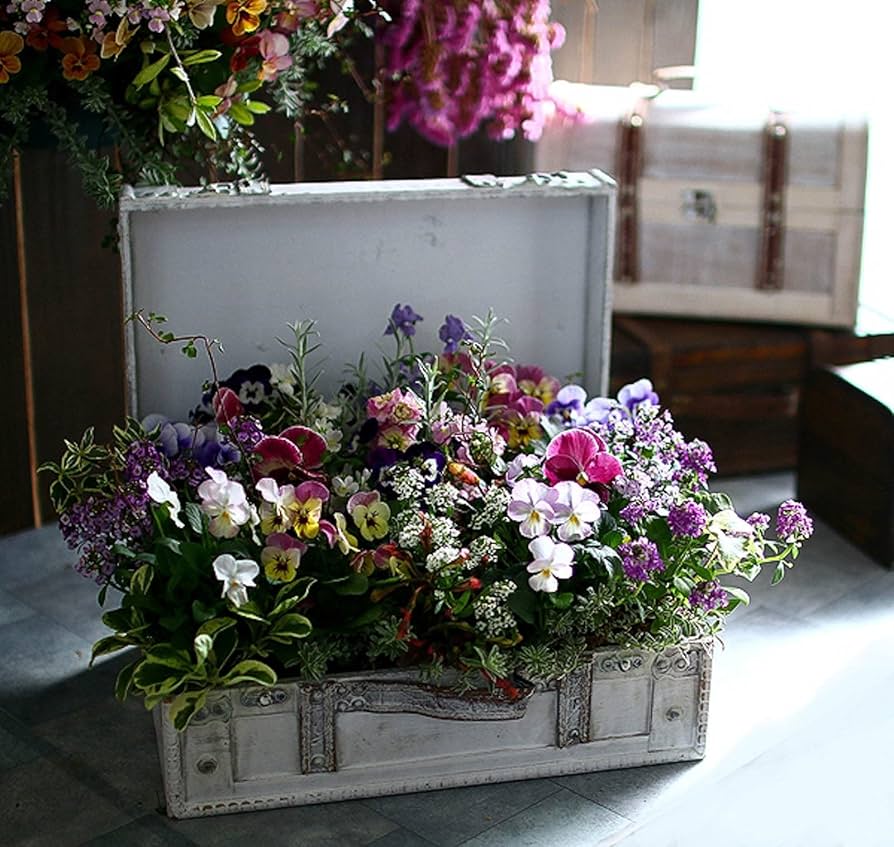 Amazon.co.jp: 「おまかせプレミア寄せ植え in トレジャーBOX