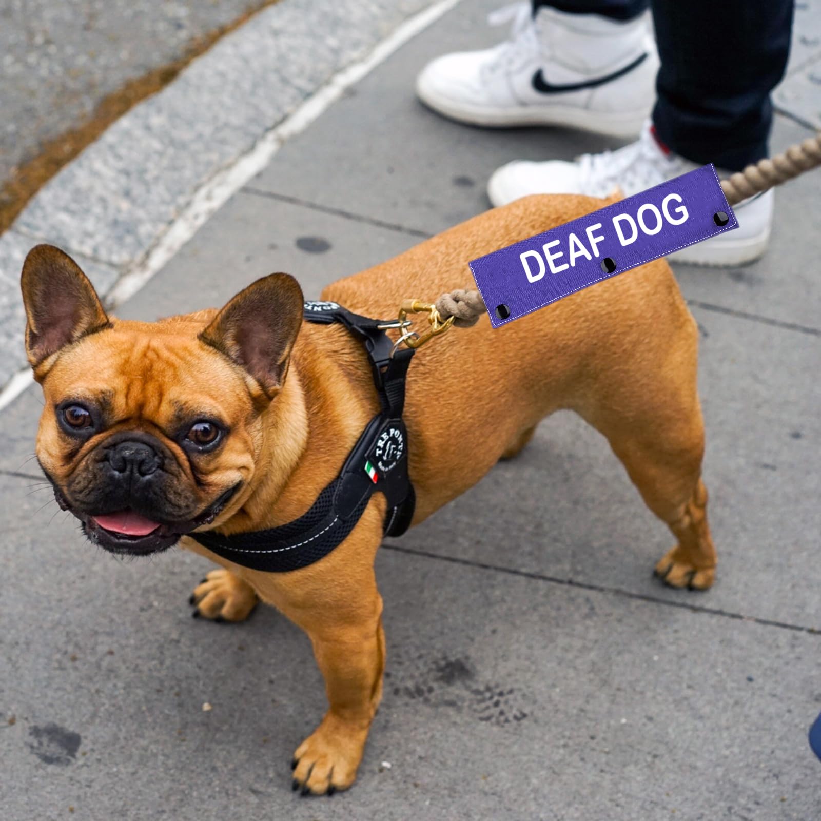 Hearing Aid Best Toys For Deaf Dogs Hearing Loss Deaf French