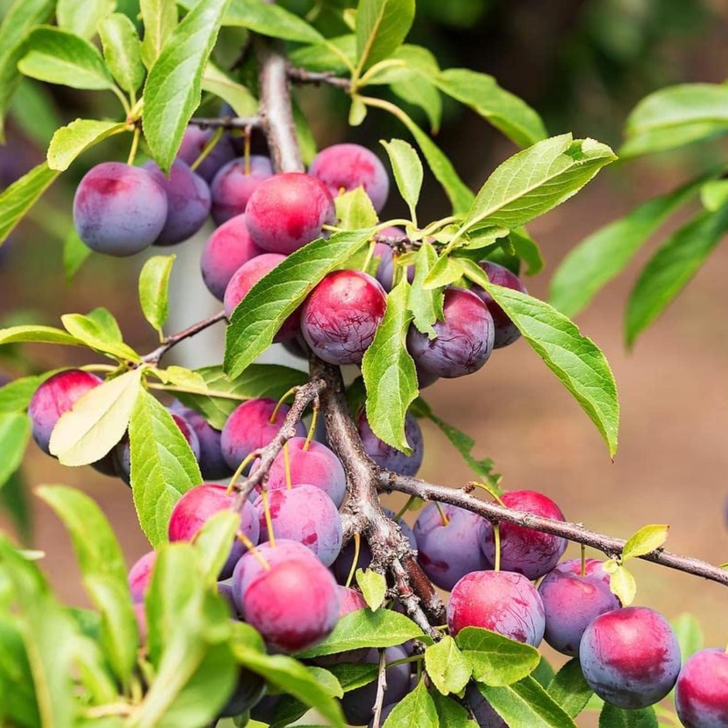 Cherry Plum Tree Live Plant, Sweet Plum Ornamental Tree