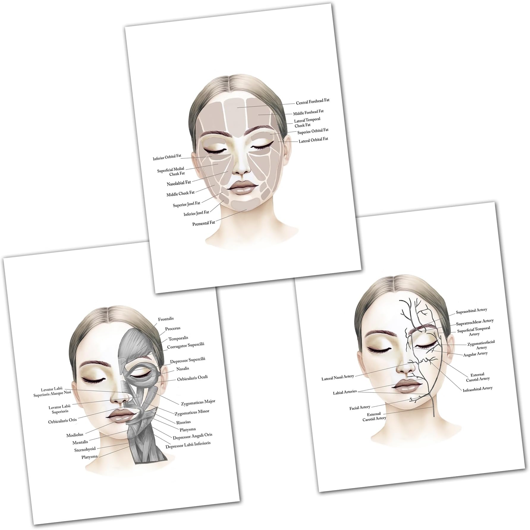 Gnosis Picture Archive Facial Anatomy Set of 3 Unframed Art Prints Medspa Esthetician Gift Wall Decor, Beige, white