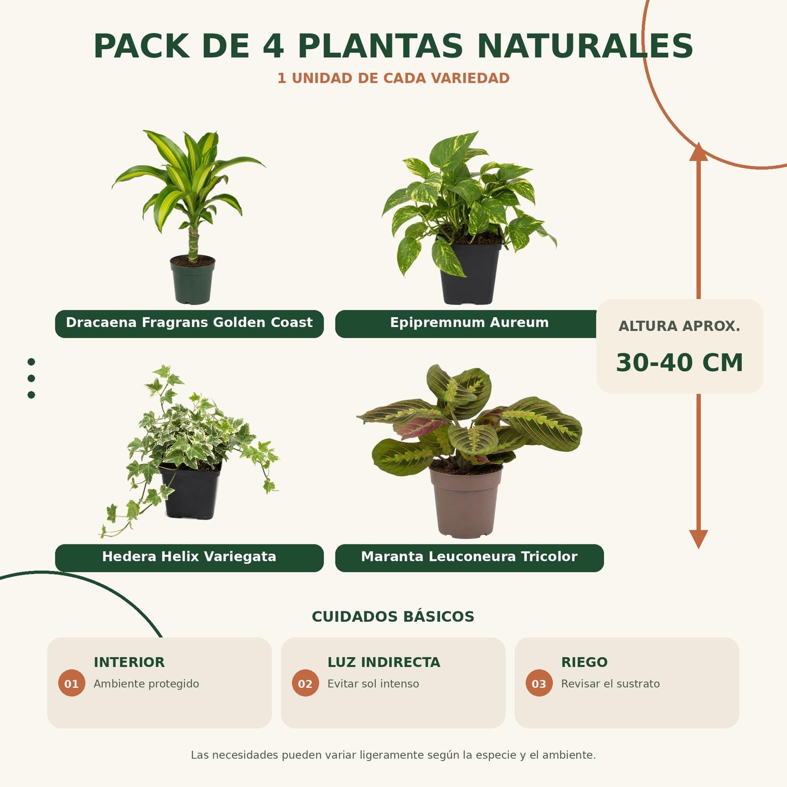 DECOALIVE Poto verde y Hiedra variegada, Pack 4 Plantas de Interior