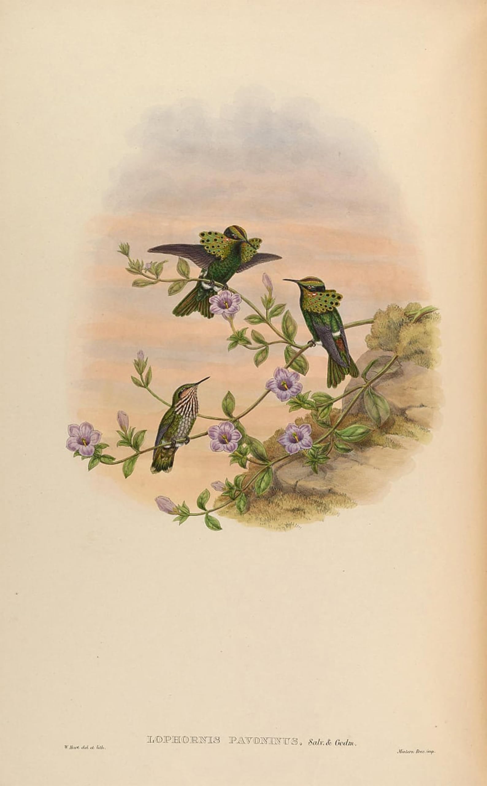 POSTERIIk Famous Modern Artwork Art Mural Animal Bird Lophornis Pavoninus by John Gould Oil Paintings Pictures for Home Decor 60x90cm