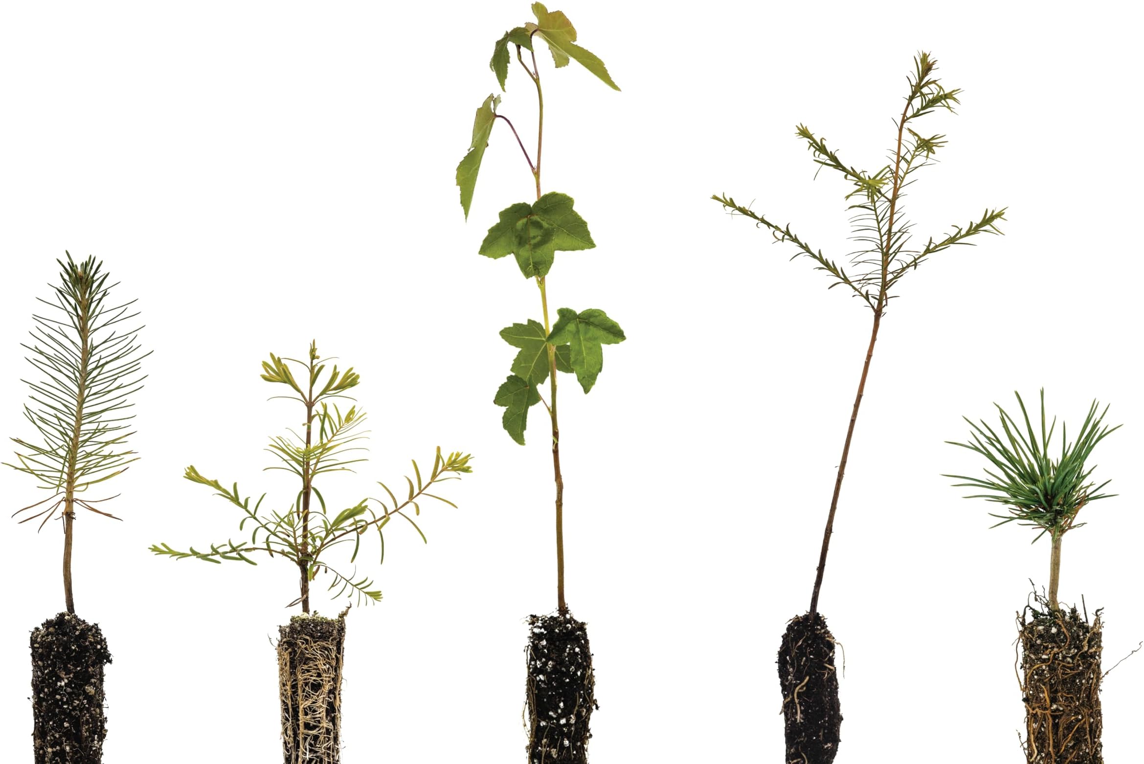 Bonsai Tree Bundle | Collection of 5 Live Tree Seedlings | The Jonsteen Company