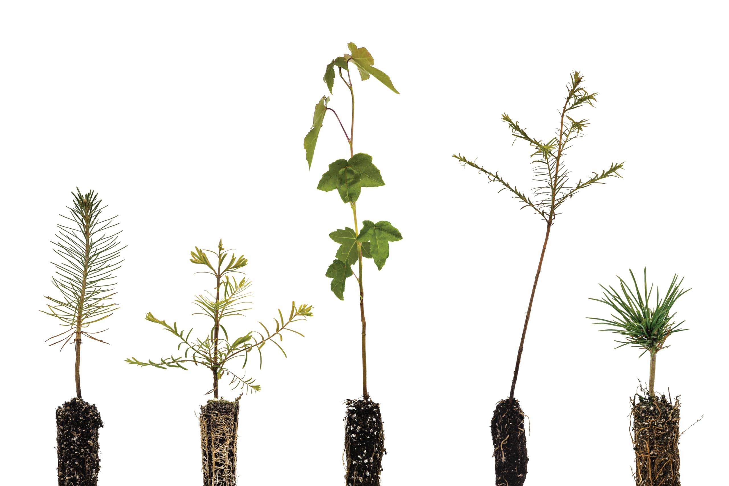 Bonsai Tree Bundle | Collection of 5 Live Tree Seedlings | The Jonsteen Company