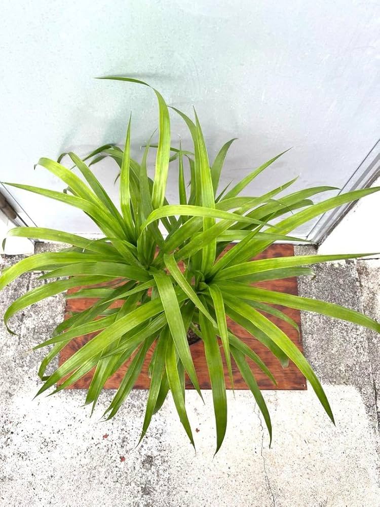 Amazon｜＊ドラセナ カンボジアーナ カンボジアナ4又観葉植物＊｜観葉