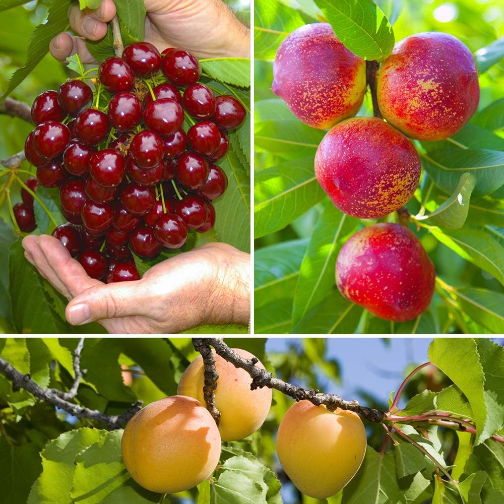 Stone Fruit Collection Trees