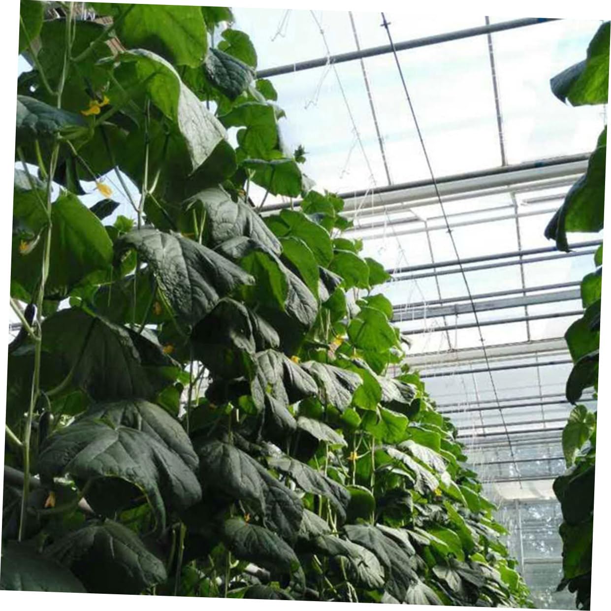 2sets per Sostenere Rampicanti Kit per e Cetrioli per Greenhouse Massimizzare e