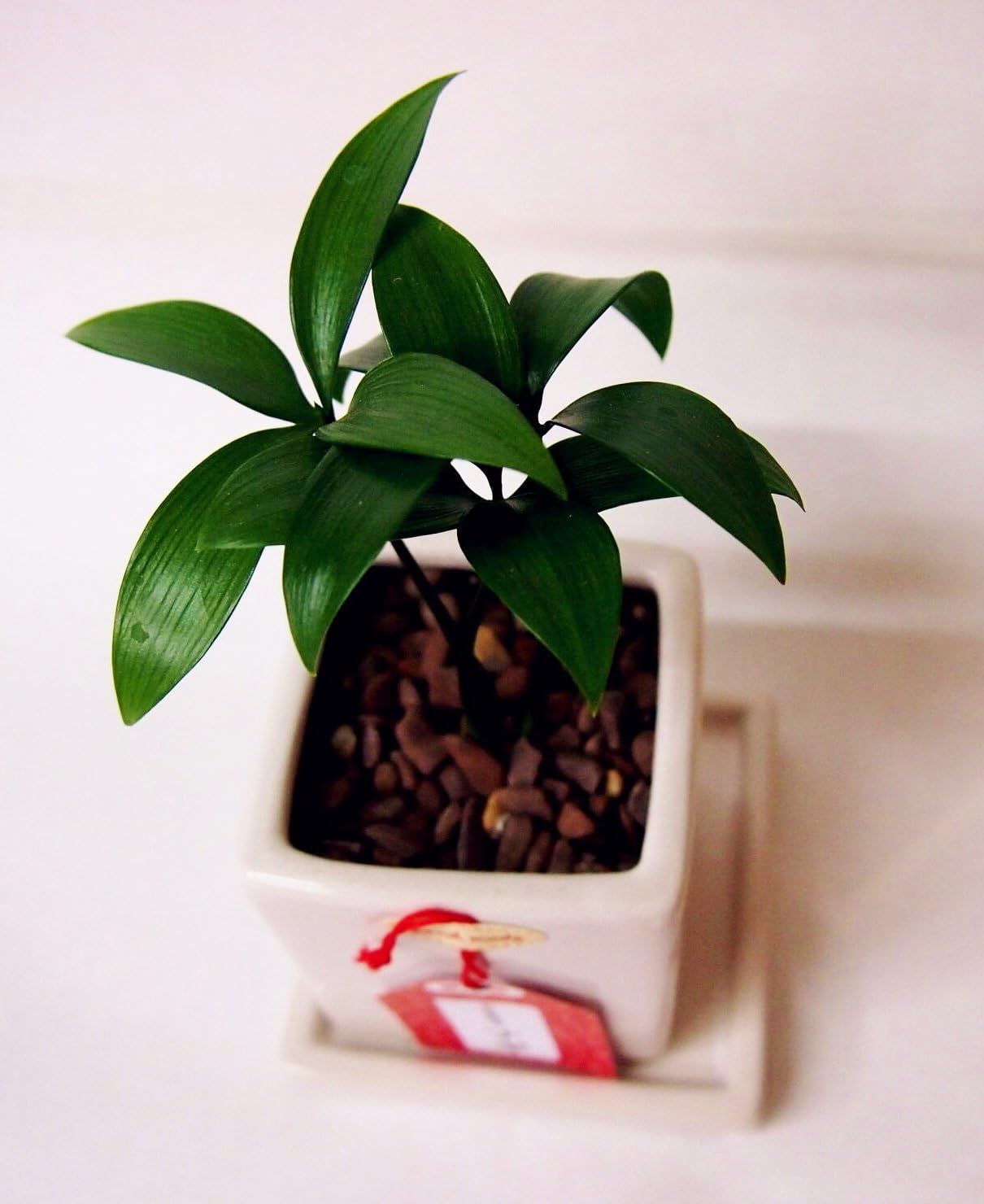 Amazon 観葉植物ミニ 幸せを呼ぶ木 ナギ 白陶器鉢 観葉植物 オンライン通販