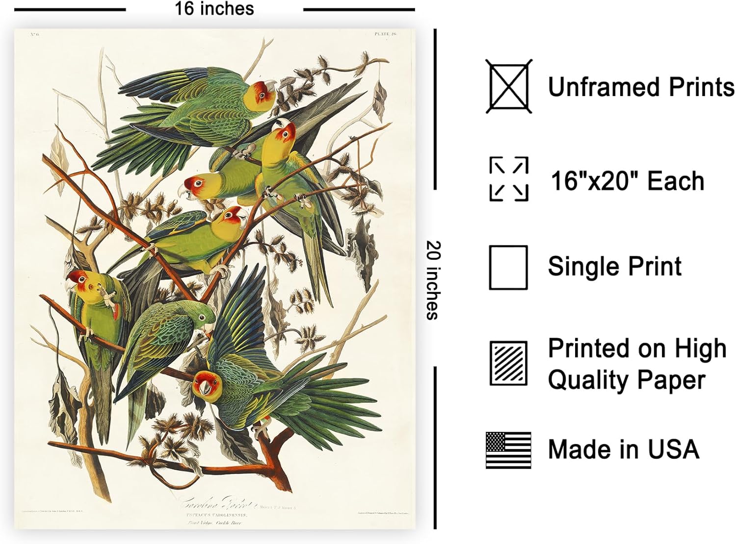 Monem Art Vintage James Audubon Poster - Retro Carolina Parrot Print - Birds of America Art - Gift for Men, Women & Animal Lover - Decor for Dorm, Living Room or Bedroom - 16x20 UNFRAMED Wall Art