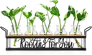 THYGIFTREE Plant Propagation Stations, for Plant Lovers Rooting for You Propagate Jars for Hydroponic Cuttings Propagating Vase