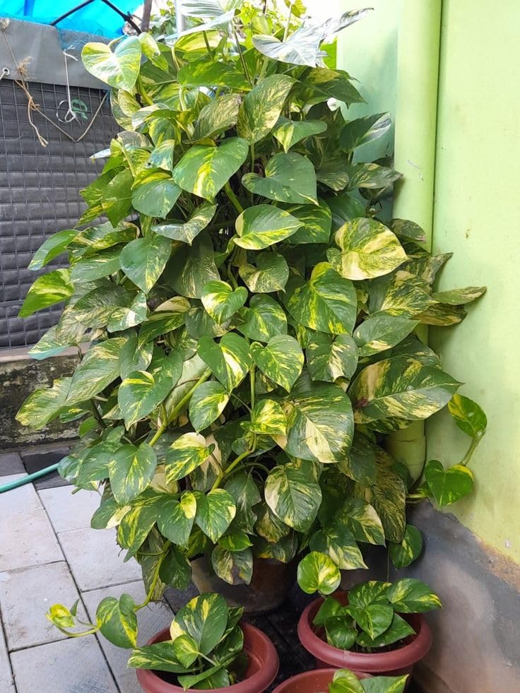 Good Luck Money Plant Real Live Money Plant | Pack of 1-image-21