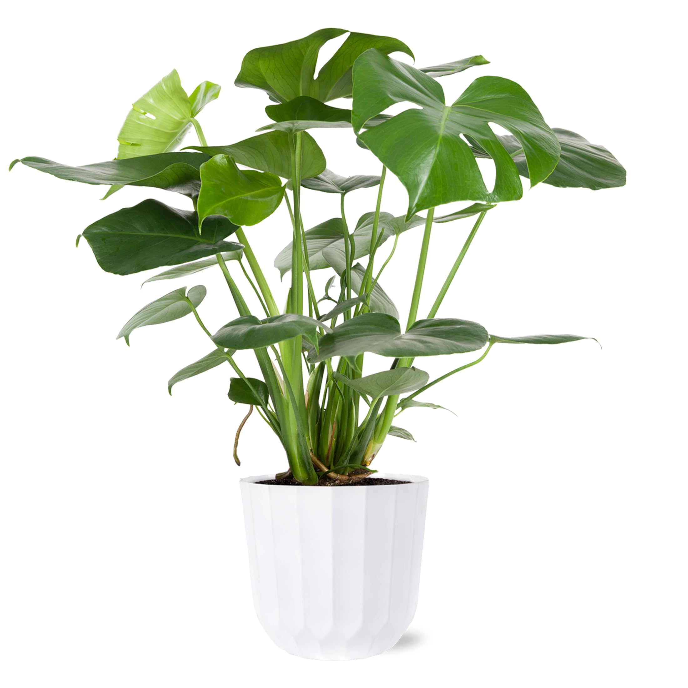 Amazon.com : Green Circle Growers 8" Monstera Live Indoor Plants in 8  White Jazz, House Plant, Bright Indirect Light : Patio, Lawn & Garden