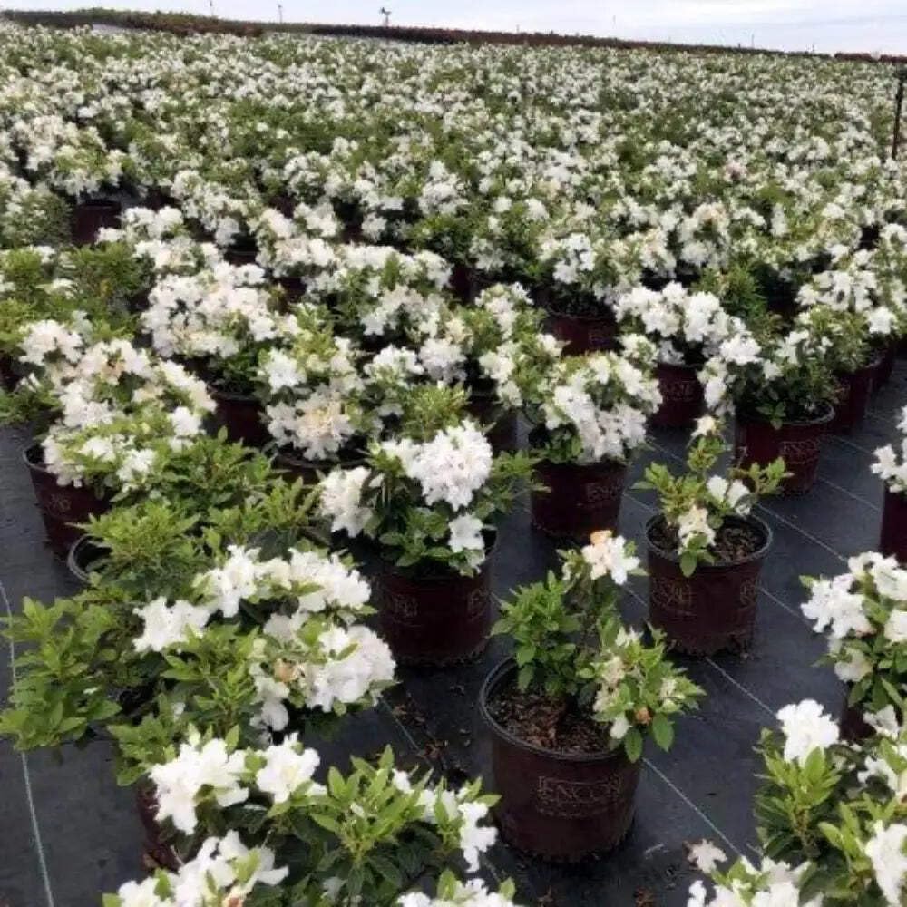 Azalea Encore Autumn Lily, 3 Gallon, White Flowering Evergreen Shrub