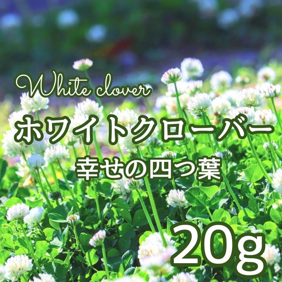 Amazon.co.jp: お花の種 白クローバーシロツメクサ 種 20g : DIY・工具