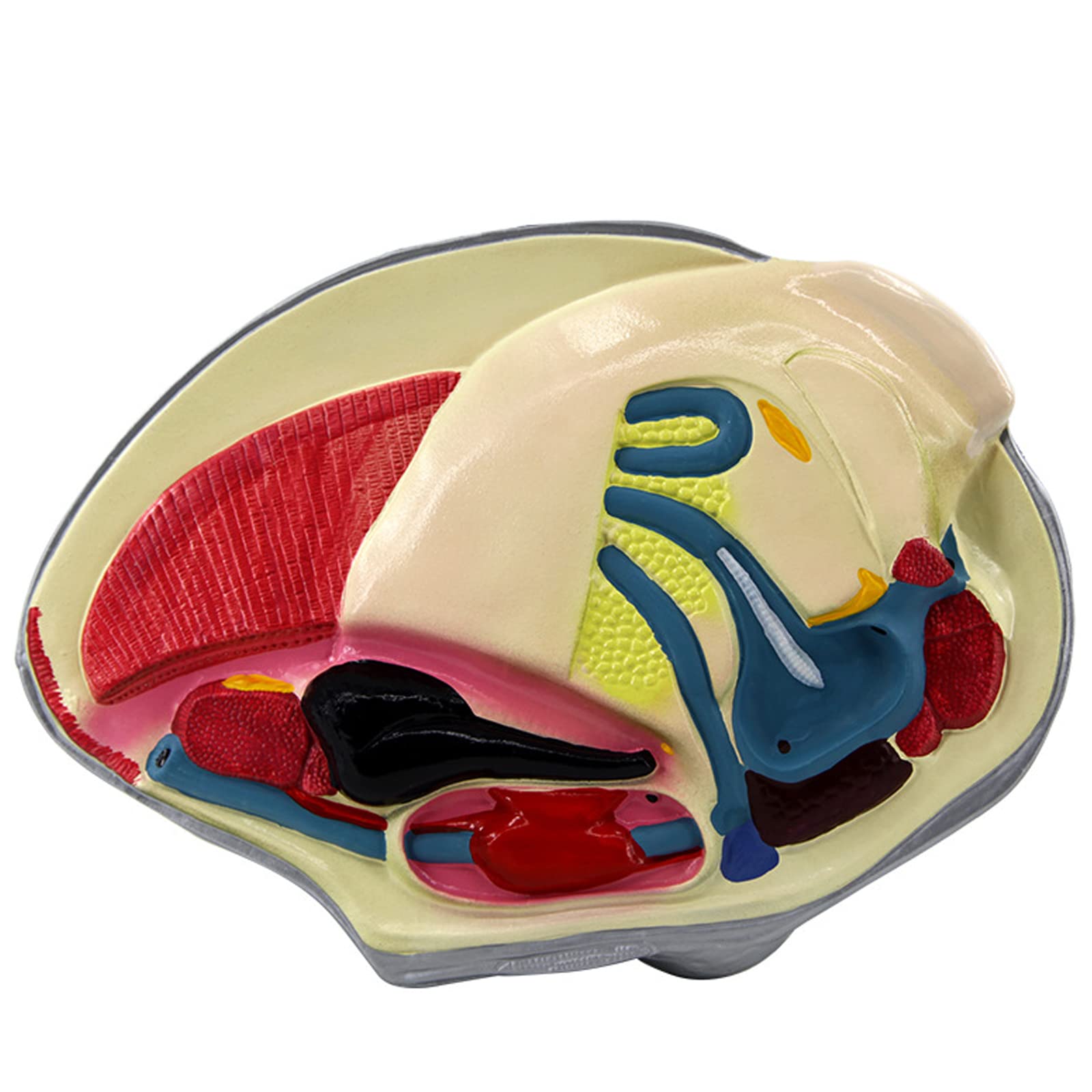 Model małży rzeczny zwierzę model anatomiczny tekstura szczególnie przejrzysta bez smaku łatwy do czyszczenia materiał PCW biologia nauka instrument edukacyjny badania demonstracja specjalna