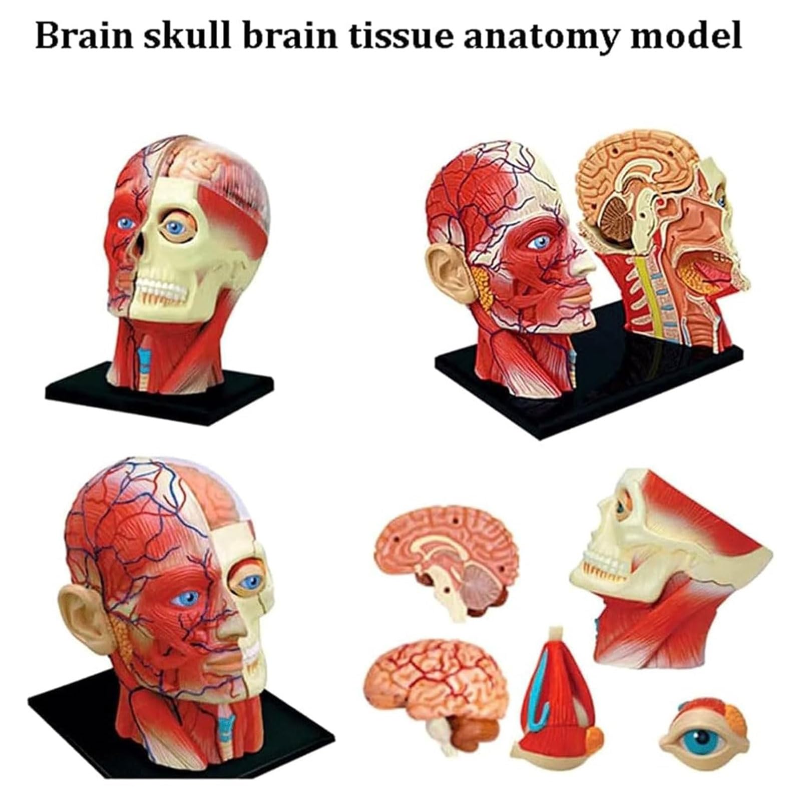 Model anatomiczny struktury ludzkiego ciała do badań medycznych i nauki