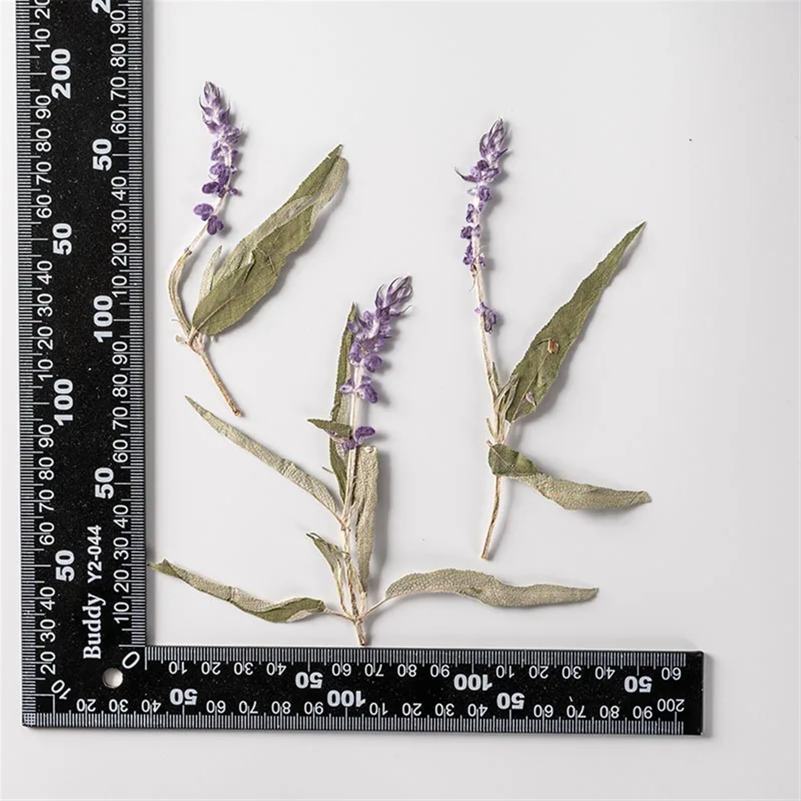 Fiori Secchi Pressati 60 Pezzi di Fiori secchi pressati, Lavanda Viola, erbario for segnalibro, Gioielli, Cartoline, inviti, custodie for Telefono Fai da Te