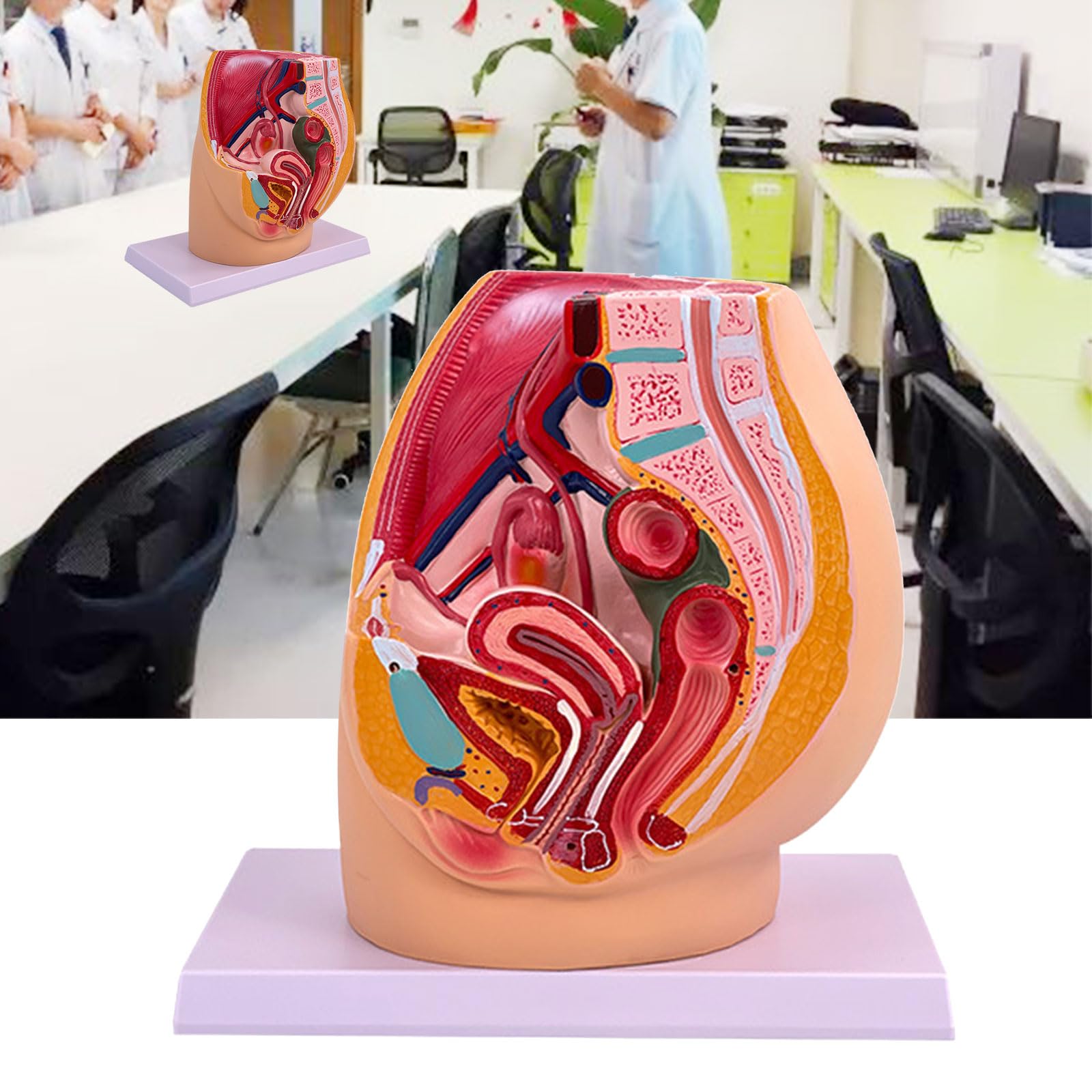 Gravidanza Femminile Modello di Anatomia Pelvica Anatomica Femminile Cavità Pelvica per Allenamento Ostetrico Impostazioni Cliniche Studio Anatomico
