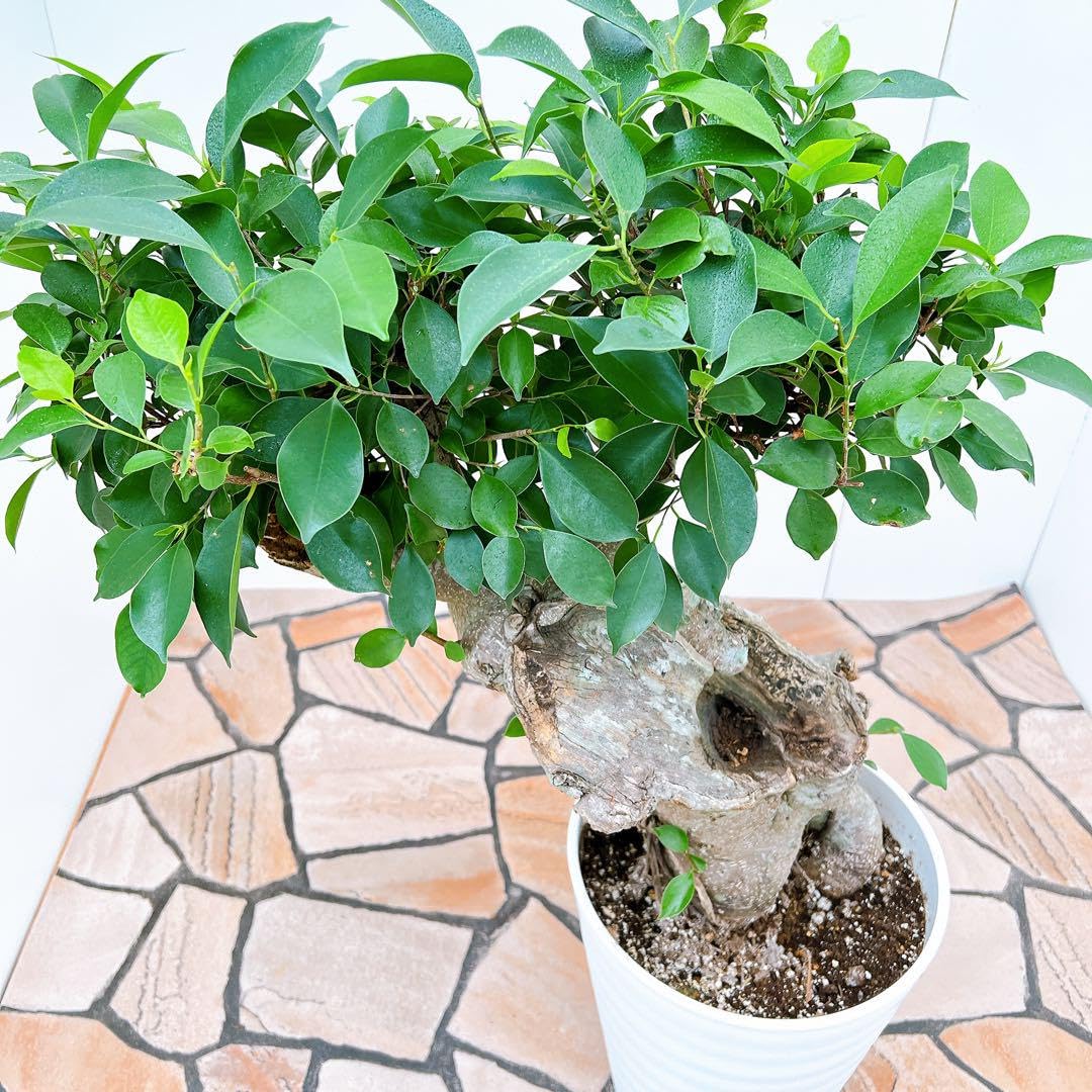 Amazon.co.jp: ガジュマル 尖閣ガジュマル センカクガジュマル