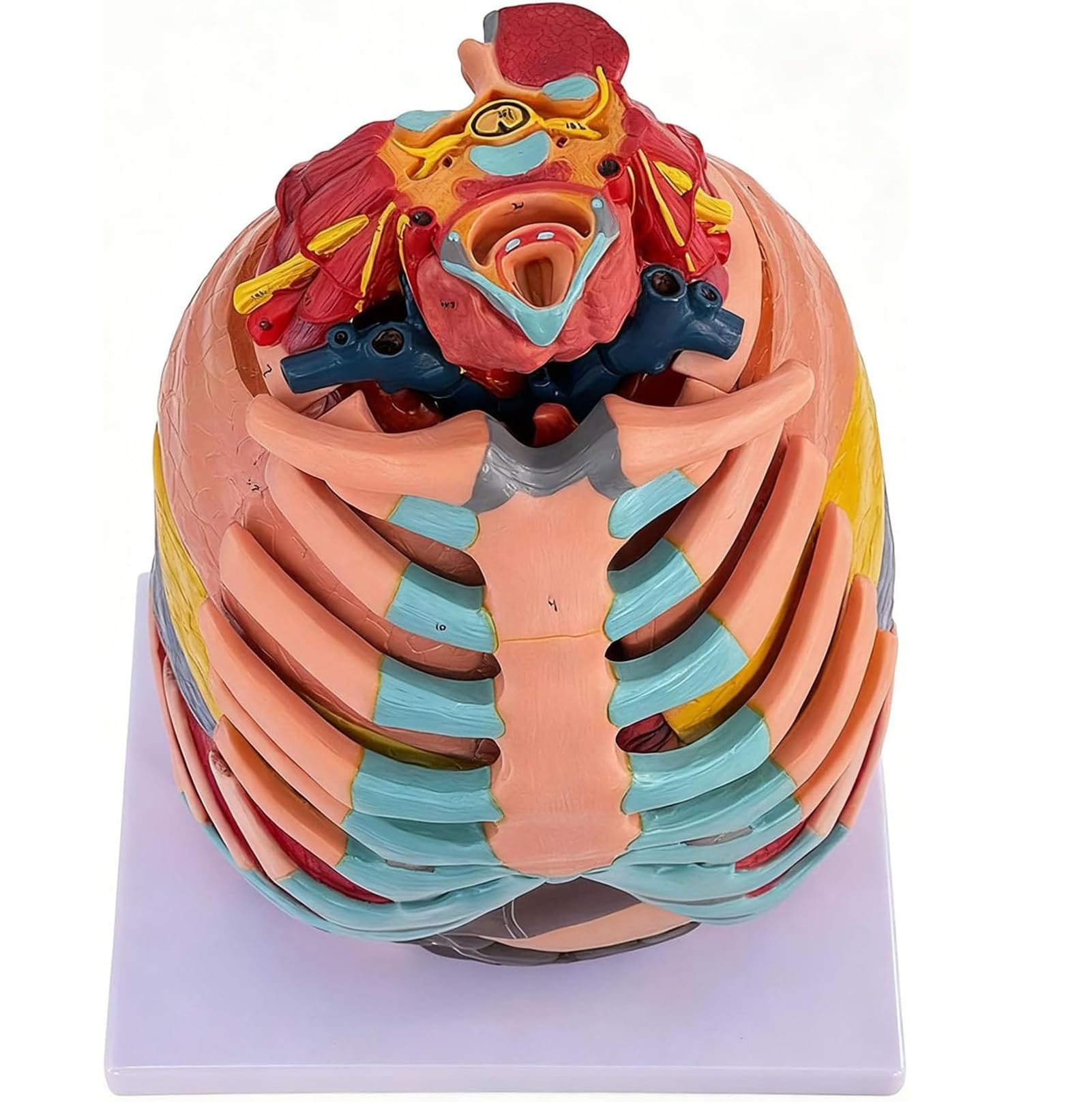 Model wewnętrznych narządów ludzkich - model anatomiczny w rzeczywistej wielkości klatki piersiowej, z odczepianym sercem, wątrobą i płucami, materiał PVC - do nauki lub nauczania