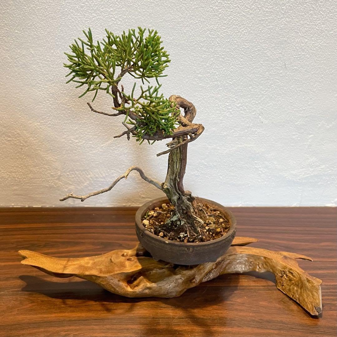 Amazon.co.jp: 1049 花台 盆栽台 流木インテリア 生け花 : おもちゃ