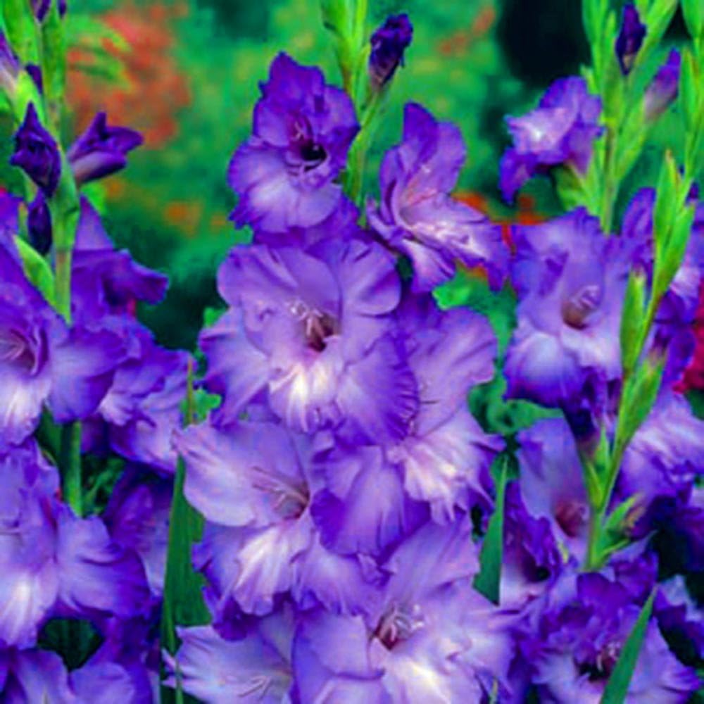 Gladiolus, Bulb (20 Pack) Blue Moon, Stunning Blue Perennial Gladiolus Bulbs, Flowers