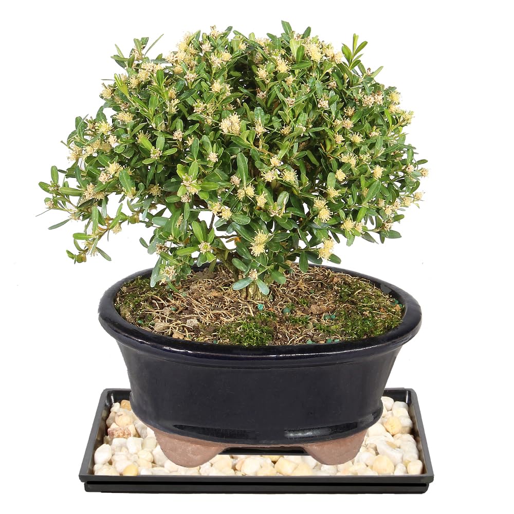 Brussel's Live Harland Boxwood Outdoor Bonsai Tree with decorative container and humidity tray