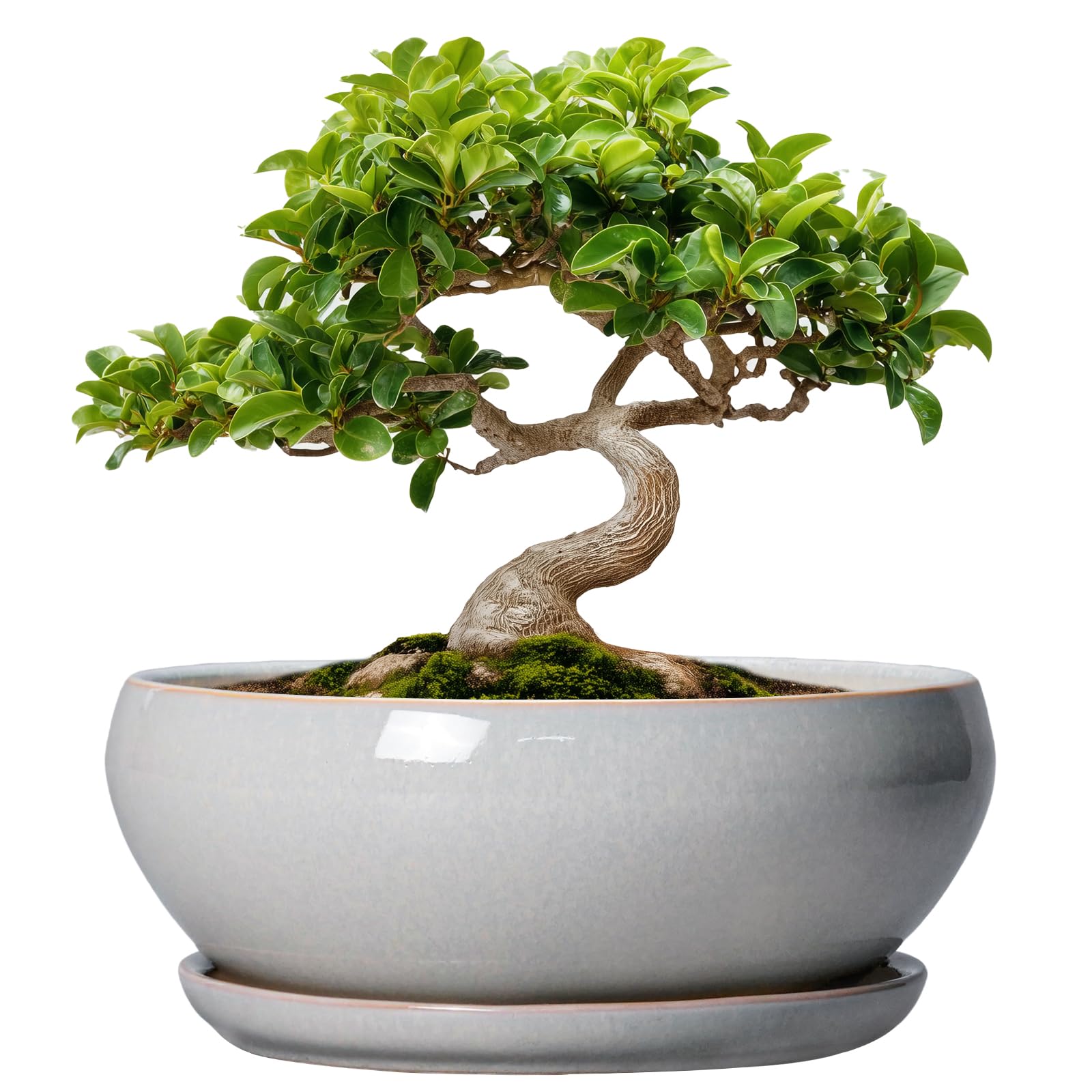 SQOWL Bonsai-Baumtöpfe – 20,3 cm Keramik-Blumentöpfe für Sukkulenten, Flacher Übertopf mit Ablaufloch und Untersetzer, runder Übertopf für drinnen und draußen, Schalen-Pflanzgefäße, Heimdekoration