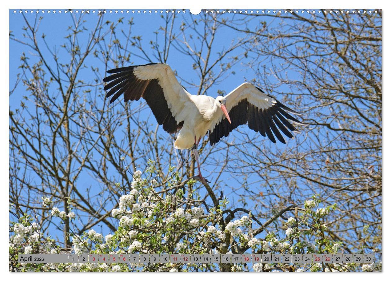 Zu Gast bei Familie Storch (Wandkalender 2026 DIN A2 quer), CALVENDO Monatskalender: Störche ... gern gesehene Gäste in Deutschland (CALVENDO Tiere)