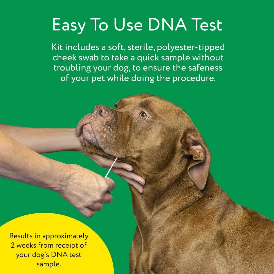 DNA My Dog Trusted & Affordable Breed Identification Test | 350+ Breeds Identified with 99%+ Accuracy | Complete Breed Analysis, Personality and Behavior Insights | Easy Cheek Swab, Results in 2 Weeks - Image 4