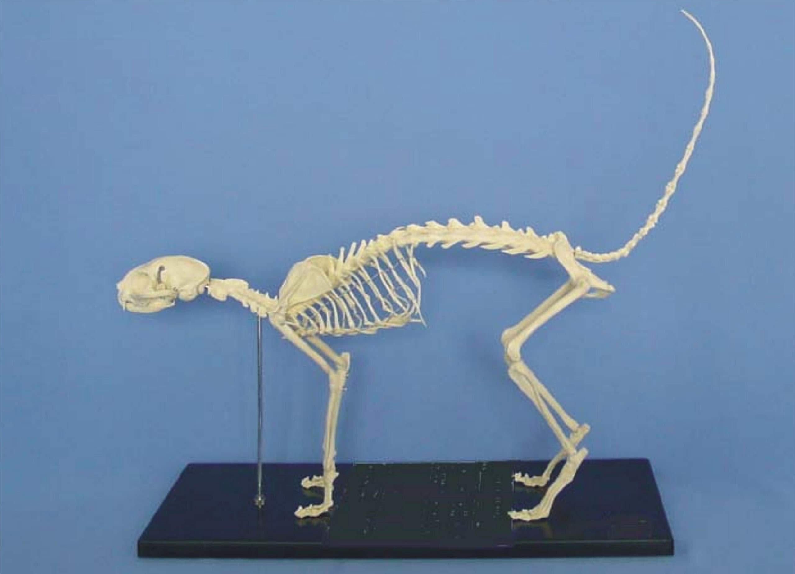 Samll cat Feline Skeleton Model Animal PVC Skeleton Model