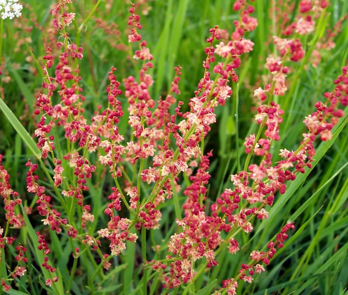 1 Pack of 1200 SEEEDS Sheep's Sorrel Rumex acetosella