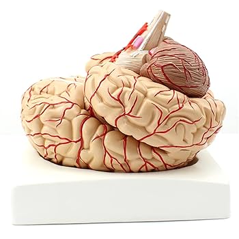 脳血管模型　教育説明用（脳血管模型が必要な人のために） 脳血管模型 教育説明用（脳血管模型が必要な人のために） - メルカリ