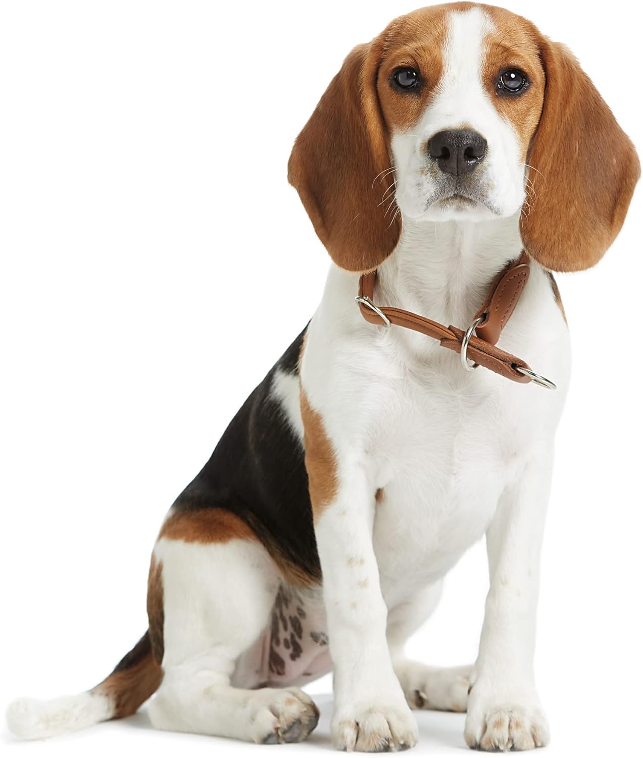 hunter Round and Soft Elk Skin Training Collar, Medium, Brown