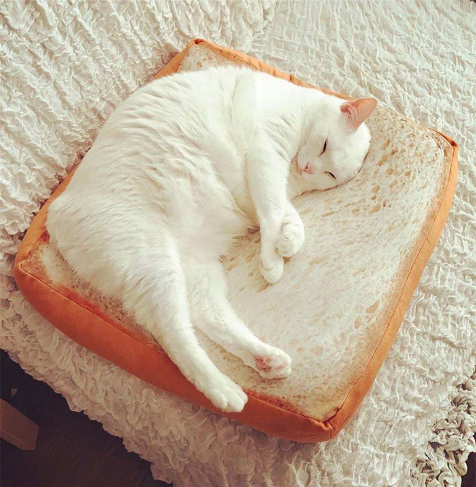 toast cat bed