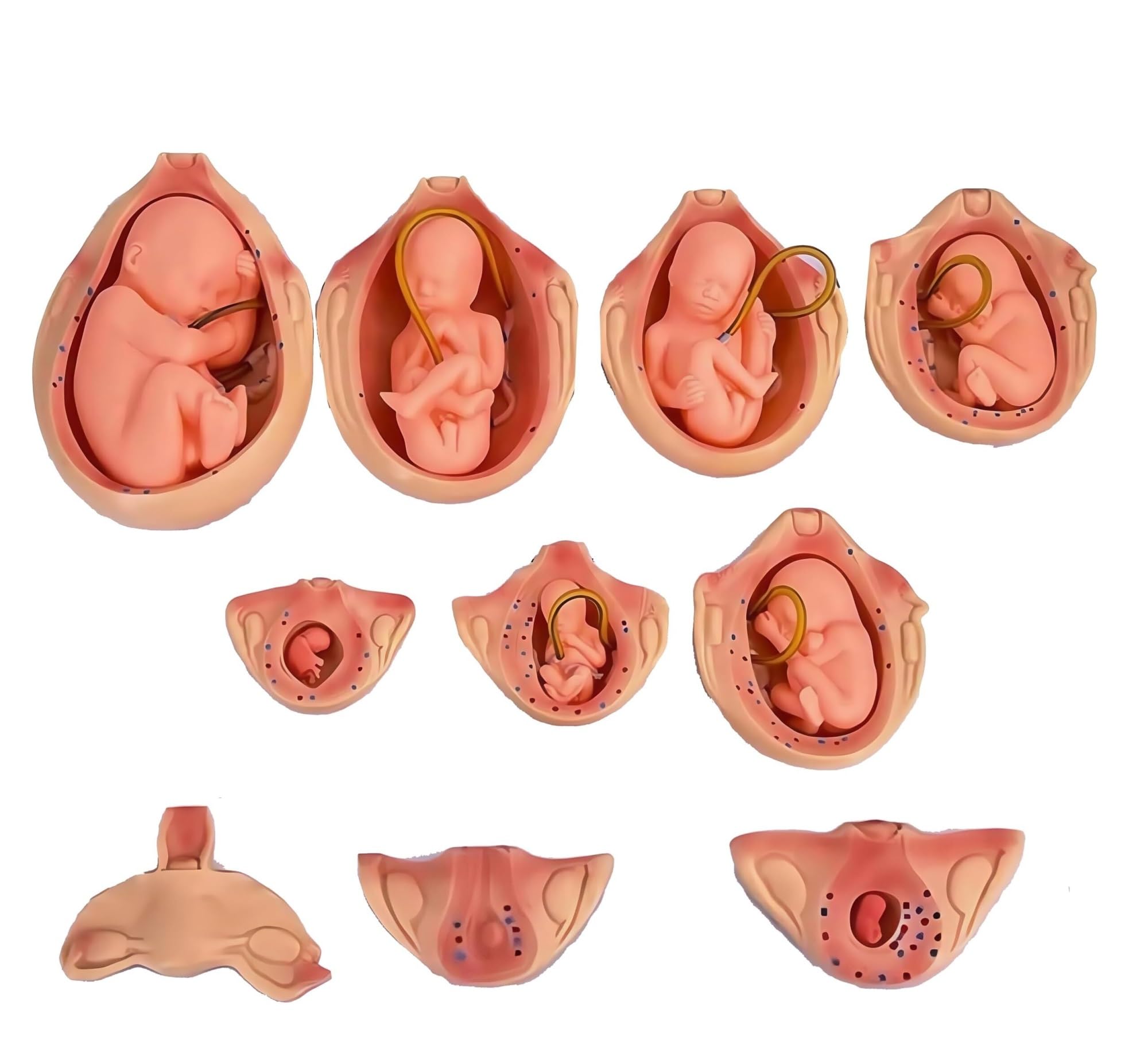 Modello anatomico medico di sviluppo dell'embrione di gravidanza, attrezzatura didattica per studio di educazione medica