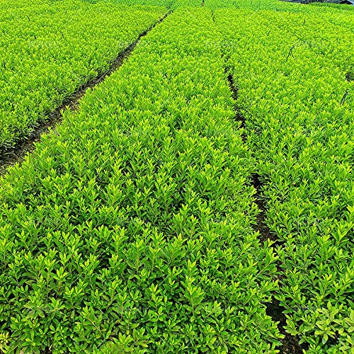 White Rhododendrons Flowers Seedlings Rhododendrons Live Plant Bare Root Seedling Sapling For Spring Planting Perennial Plant Root,Home Garden Yard Decor（One Plant, No Pot, Length：10In.） #TOP5