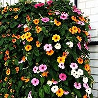 Vista 3 de Semillas de vid Susan de ojos negros, incluye 100 semillas en un paquete