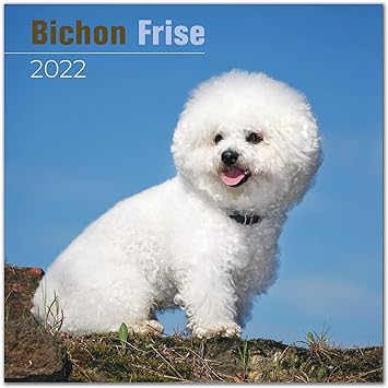 Amazon Com Bichon Frise Calendar 21 22 Dog Breed Monthly Wall Calendar Made In Usa 12 X 24 Open Planner Calendar For Organizing Planning Office Products