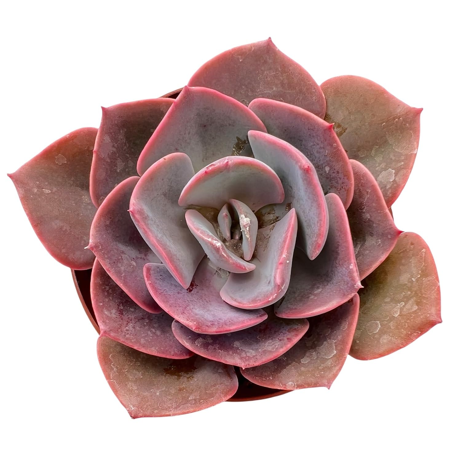 Echeveria Dusty Rose Sprout N Green