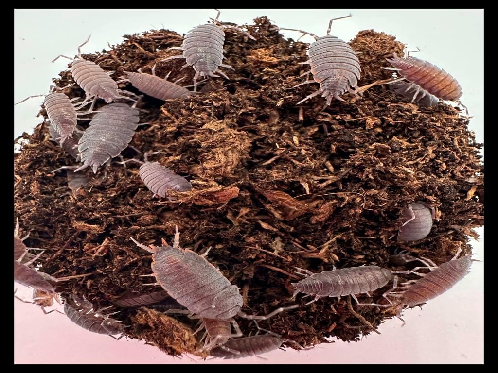 Critters Direct Powder Blue Isopods (Qty-40), for Amphibian/Reptile/Invertebrate Bioactive Habitats