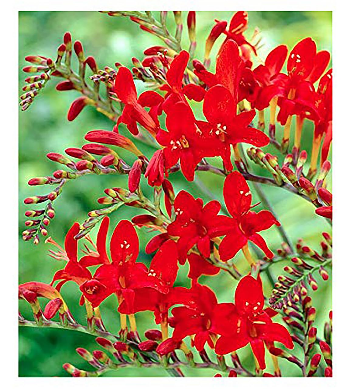 5 Lucifer Crocosmia Blubs