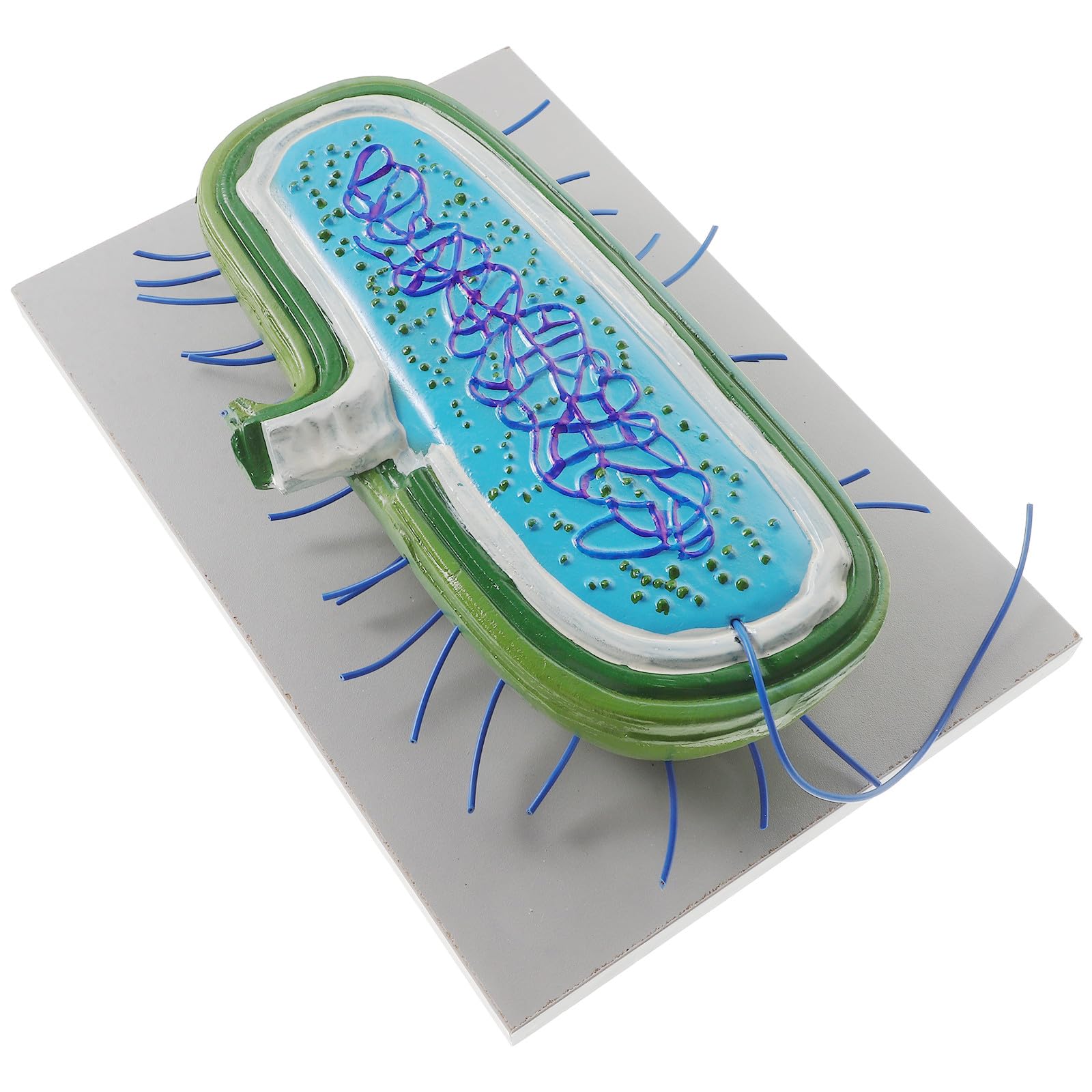 Strumento Didattico 3d Realistico per Insegnamento Biologico, Materiale Scolastico Versatile per Scuole Medie, Strumento Educativo per Laboratorio e Divulgazione Scientifica