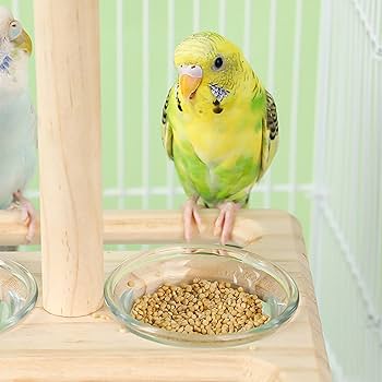 Amazon | ケージ用の鳥の止まり木、鳥の止まり木 - 鳥かごの止まり木