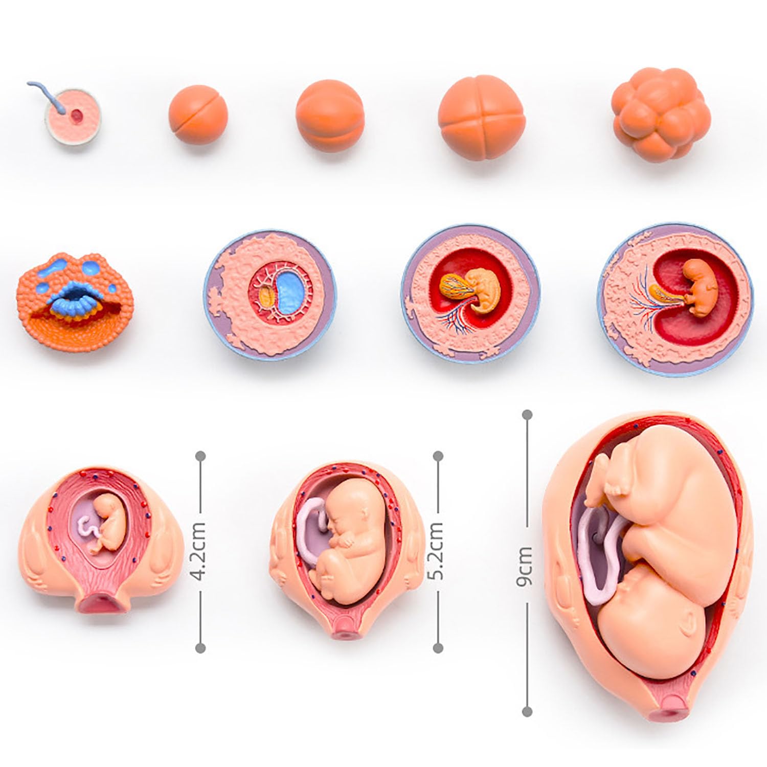 4D Fetus Modell - Anatomisches Modell zur Entwicklung des Fötus für medizinisches Lehren und Lernen - Gebärmutter-Embryo-Wachstumsprozess Anatomie Bildungsbedarf