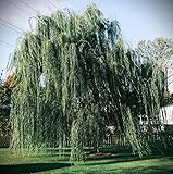GREENGROVE Weeping Willow Tree – Fast-Growing, Elegant Shade Tree – Ideal for Wet Areas, Lakes, Ponds & Streams – Live Plant