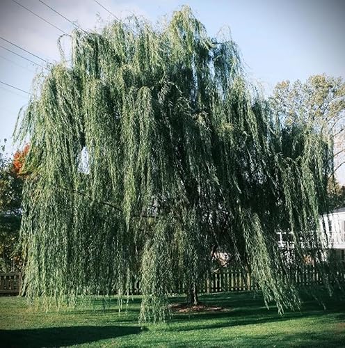 GREENGROVE Weeping Willow Tree – Fast-Growing, Elegant Shade Tree – Id