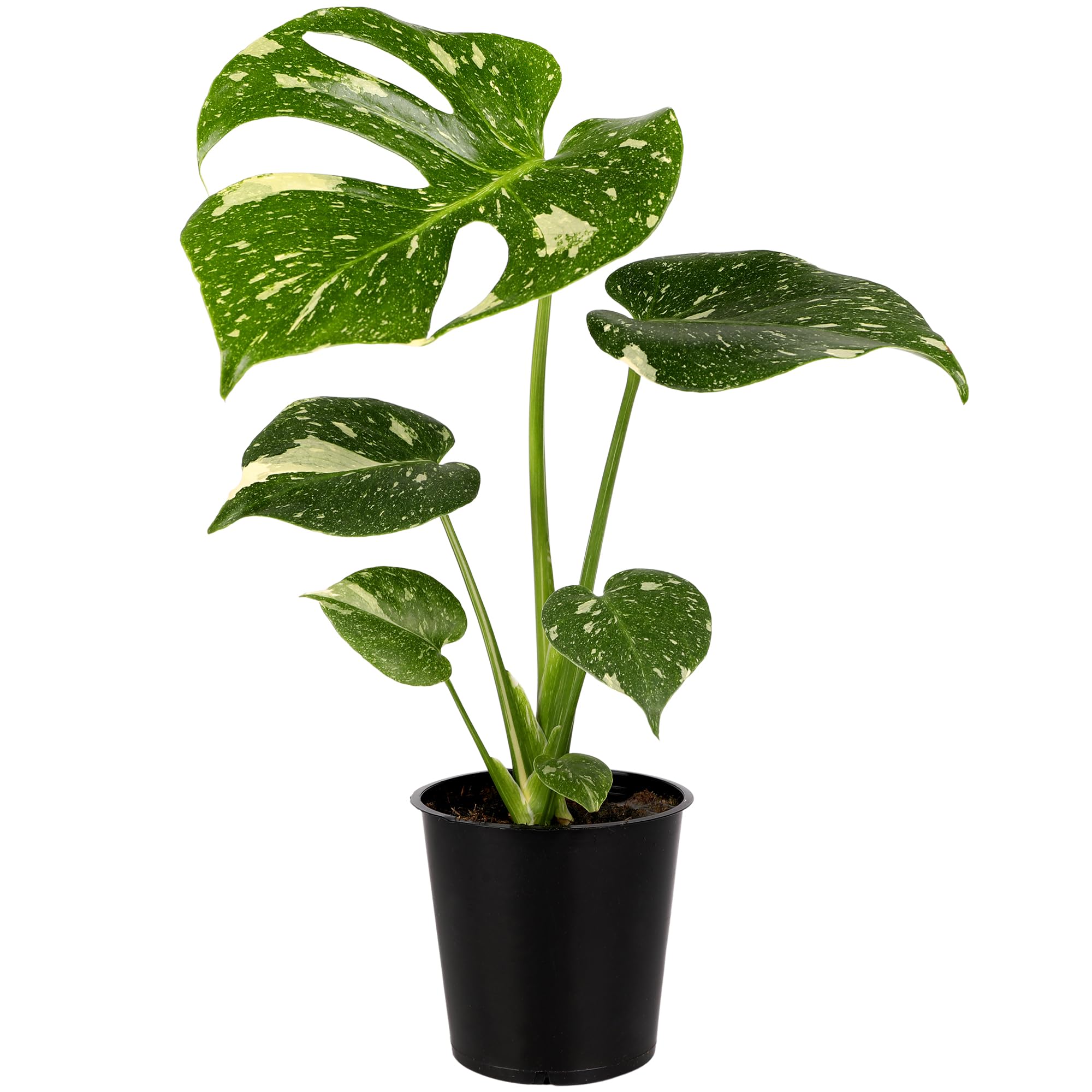 その他観葉植物 Monstera Thai Constellation x 10 plants united-nursery-monstera-plants