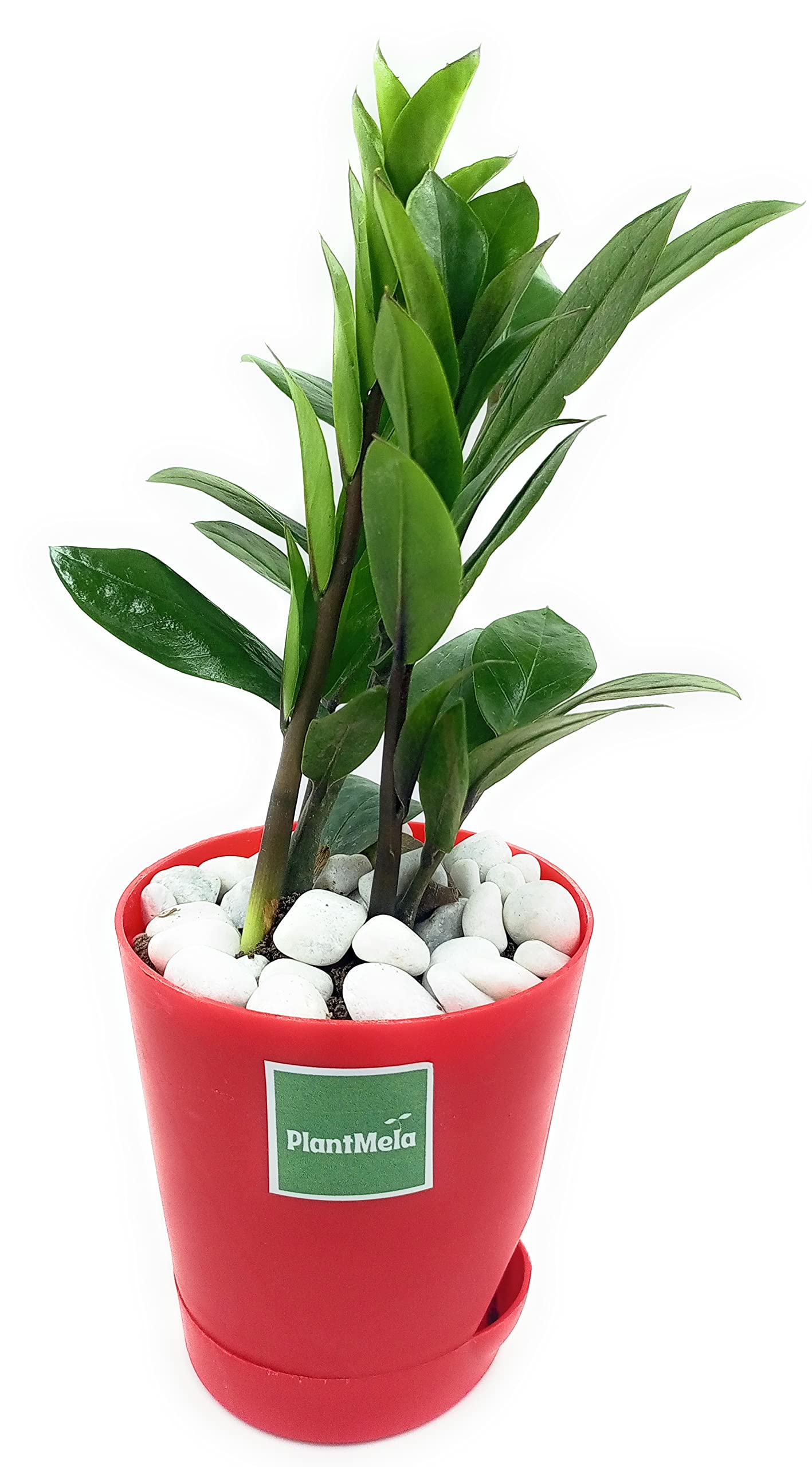 PlantMela ZZ Plant, Zamia Air Purifier Plant With Self Watering Pot (Zamioculcas Zamiifolia) (Red) (B0B3F7V49P) Amazon Price History, Amazon Price Tracker