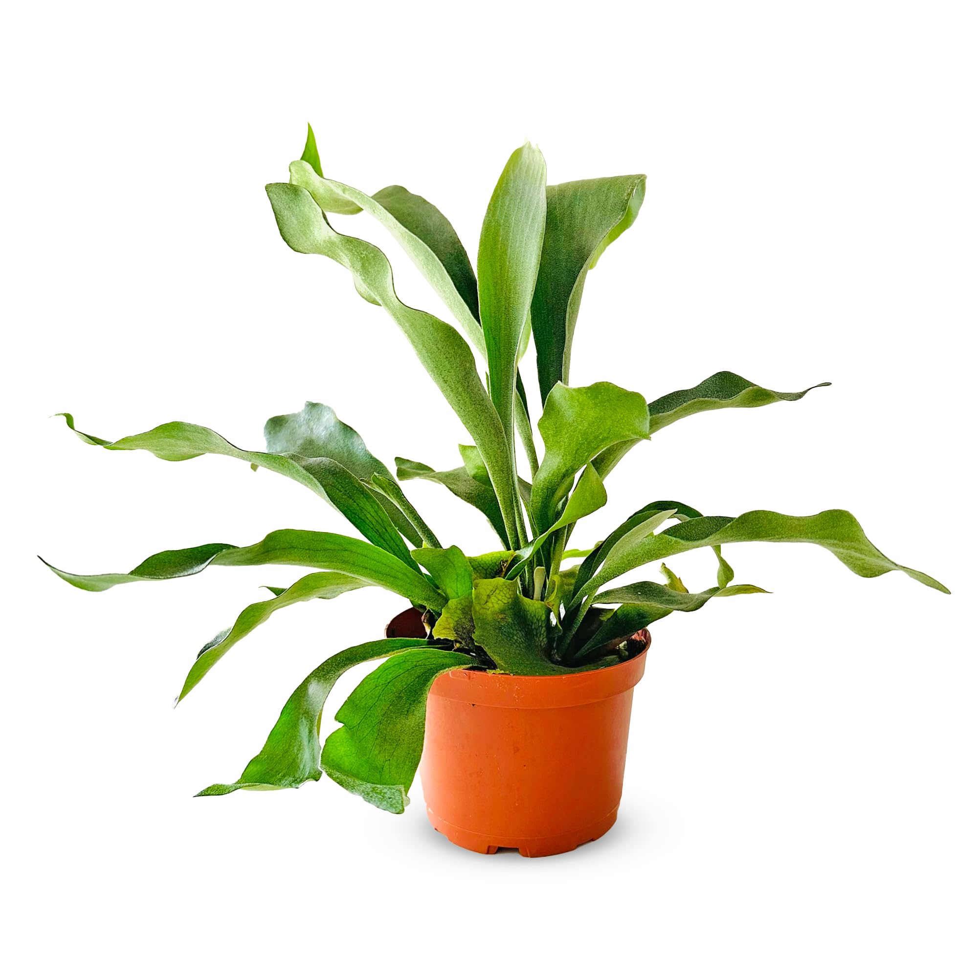 Shop Succulents Staghorn Fern